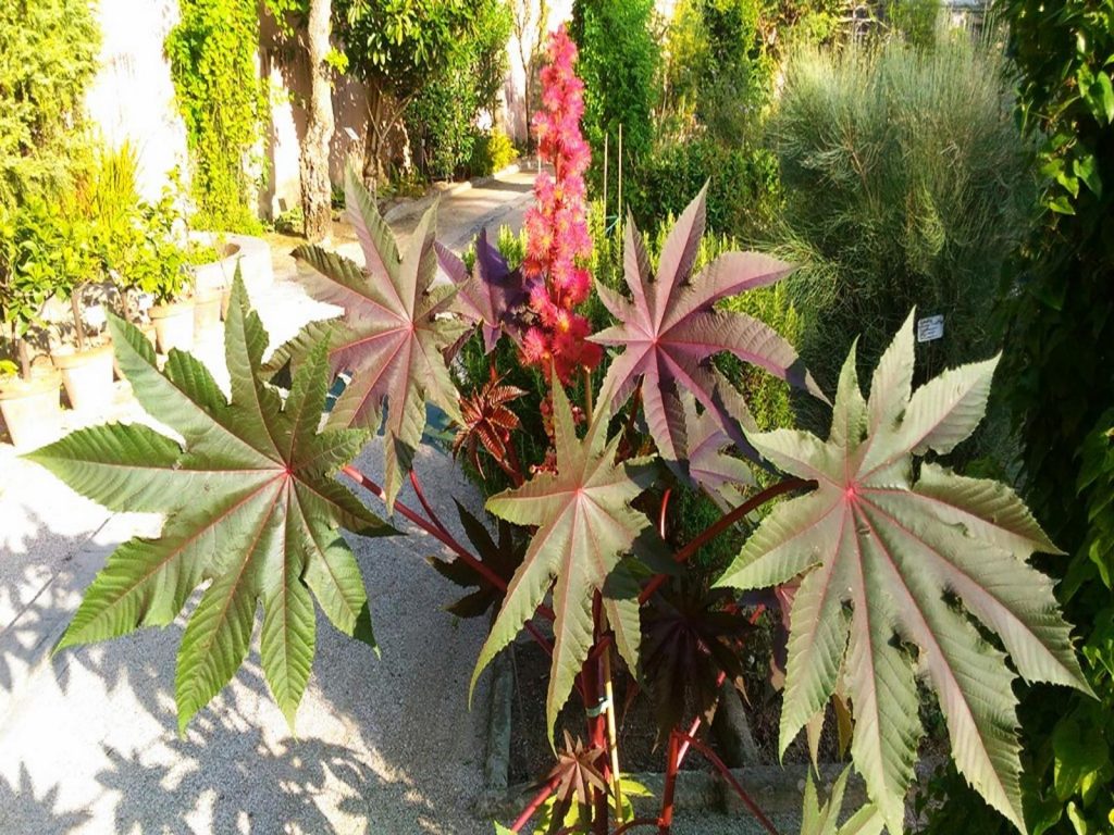 Orto Botanico