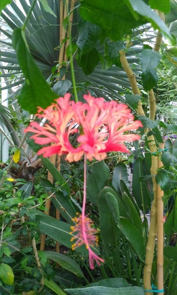 Fiore